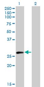 ELF5 Monoclonal Antibody (3D10)
