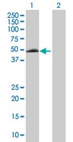 ELK3 Polyclonal Antibody, MaxPab™