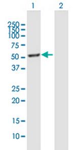 ELN Polyclonal Antibody, MaxPab™