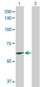 ELN Polyclonal Antibody, MaxPab™
