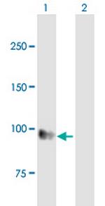 EMR1 Antibody in Western Blot (WB)
