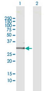 EMX2 Polyclonal Antibody, MaxPab™