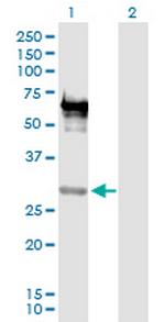 EMX2 Polyclonal Antibody, MaxPab™