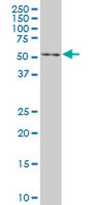 EN1 Monoclonal Antibody (3G9)