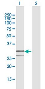 ENDOG Polyclonal Antibody, MaxPab™