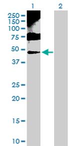ENO1 Antibody in Western Blot (WB)