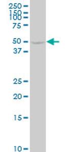 ENO1 Antibody in Western Blot (WB)