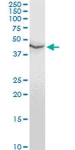 ENO1 Antibody in Western Blot (WB)