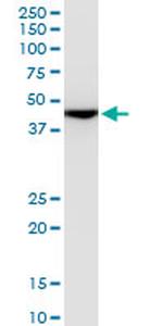 ENO1 Antibody in Western Blot (WB)