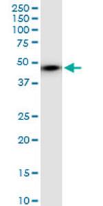 ENO1 Antibody in Western Blot (WB)