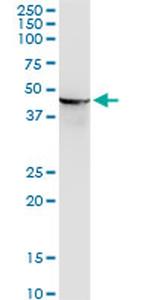 ENO1 Antibody in Western Blot (WB)