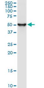 ENO1 Antibody in Western Blot (WB)