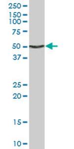 ENO1 Antibody in Western Blot (WB)