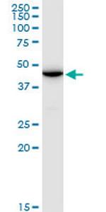 ENO1P Polyclonal Antibody, MaxPab™