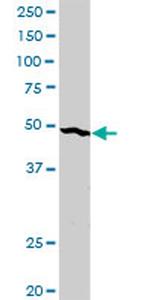 ENO2 Antibody in Western Blot (WB)