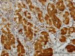 ENO3 Antibody in Immunohistochemistry (Paraffin) (IHC (P))
