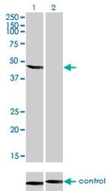 ENO3 Antibody in Western Blot (WB)