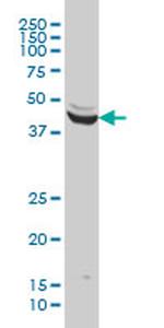 ENO3 Antibody in Western Blot (WB)