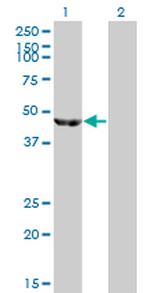 ENO3 Antibody in Western Blot (WB)