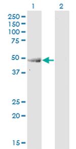 ENO3 Monoclonal Antibody (3C6)