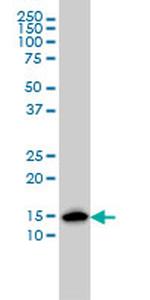 ENSA Antibody in Western Blot (WB)
