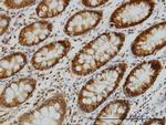 EPB41 Antibody in Immunohistochemistry (Paraffin) (IHC (P))