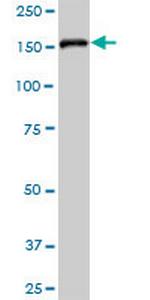 EPB41L2 Polyclonal Antibody, MaxPab™
