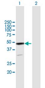 EPB49 Polyclonal Antibody, MaxPab™