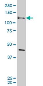 EPHB3 Antibody in Western Blot (WB)