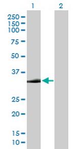 STX2 Polyclonal Antibody, MaxPab™