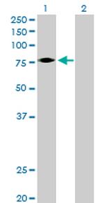 EPOR Polyclonal Antibody, MaxPab™