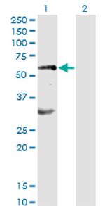 EPOR Monoclonal Antibody (3D10)