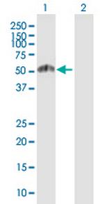 ESRRG Polyclonal Antibody, MaxPab™