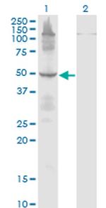 ETF1 Monoclonal Antibody (2H4)