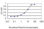 ETV1 Antibody in ELISA (ELISA)