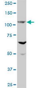EVC Polyclonal Antibody, MaxPab™