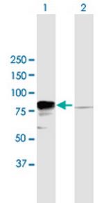 EWSR1 Polyclonal Antibody, MaxPab™