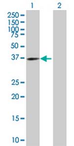 EXTL2 Polyclonal Antibody, MaxPab™