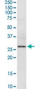 EXTL2 Polyclonal Antibody, MaxPab™