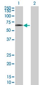 EYA2 Polyclonal Antibody, MaxPab™