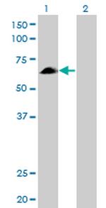 EYA2 Antibody in Western Blot (WB)