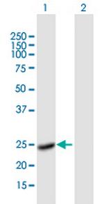 F8 Polyclonal Antibody, MaxPab™