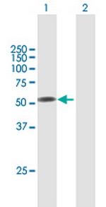 F9 Polyclonal Antibody, MaxPab™