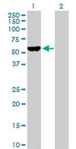F9 Polyclonal Antibody, MaxPab™