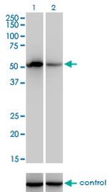 F9 Monoclonal Antibody (2C9)
