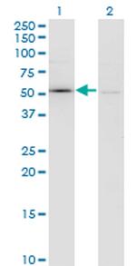 F11 Monoclonal Antibody (2H8)