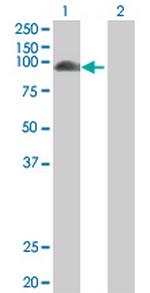 F13A1 Polyclonal Antibody, MaxPab™