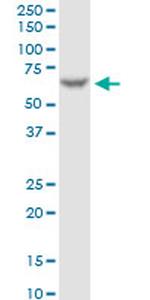 FAAH Antibody in Western Blot (WB)