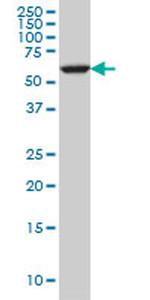 FAAH Antibody in Western Blot (WB)