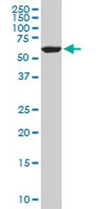 FAAH Antibody in Western Blot (WB)